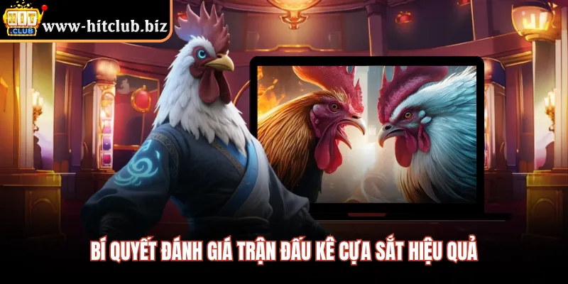 Bí quyết đánh giá trận đấu kê cựa sắt hiệu quả