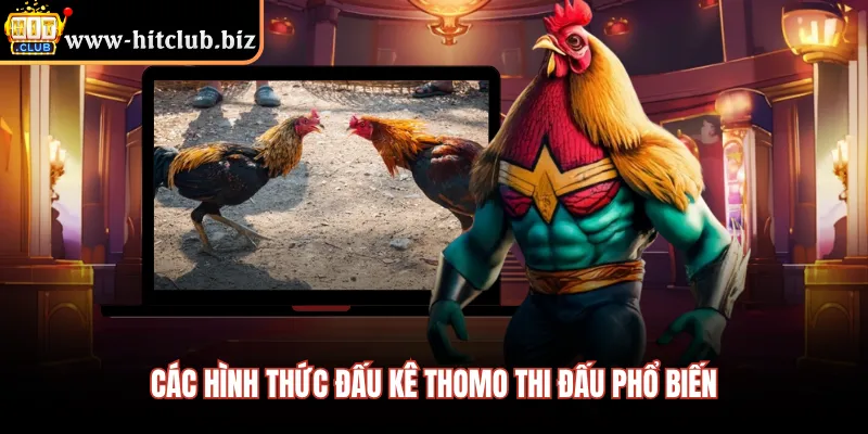 Các hình thức đấu kê Thomo thi đấu phổ biến