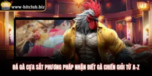 Đá Gà Cựa Sắt Phương Pháp Nhận Biết Gà Chiến Giỏi Từ A-Z