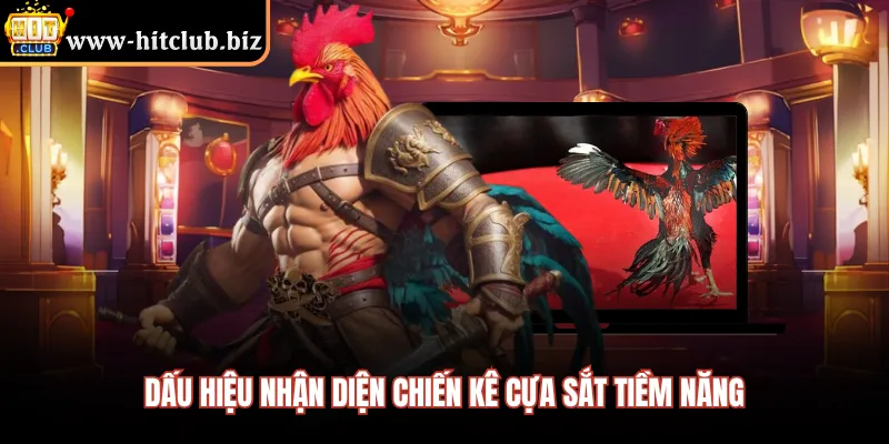 Dấu hiệu nhận diện chiến kê cựa sắt tiềm năng