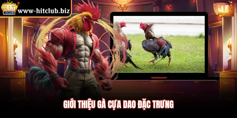 Giới thiệu gà cựa dao đặc trưng 