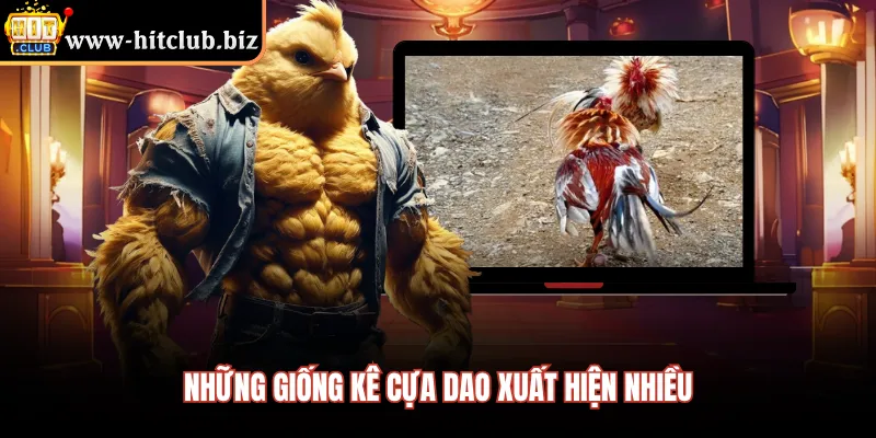 Những giống kê cựa dao xuất hiện nhiều