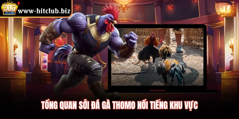 Tổng quan sới đá gà thomo nổi tiếng khu vực 